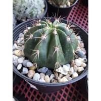ราคา กระบองเพชรสายพันธุ์เมโลแคคตัส (4234798484)