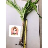 ราคา ต้นพลับพลึงขายเป็นหัวพร้อมต้น (20871683853)