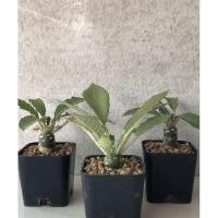 ราคา (3ต้น)มะพร้าวทะเลทราย Dorstenia Foetida (8126057244)