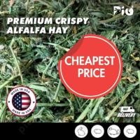 ราคา [24HR SHIP] PREMIUM CRISPY ALFALFA HAY นําเข้า Timothy Orchard Lucerne Hay กระต่าย Guinea Pig Chinchilla Food 猫 (41970681370)