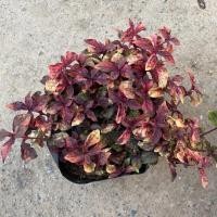 ราคา มณีล้อมเพชร ต้นไม้มงคล ไม้คลุมดิน แต่งสวน ชอบแดด ทนแล้ง (6374336100)