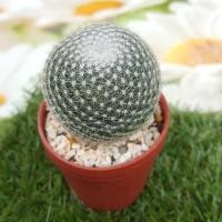 ราคา Cactus แคคตัส กระบองเพชร (259135587)
