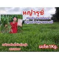 ราคา #เมล็ดหญ้ารูซี่ 1kg. #หญ้ารูซี่ #RuzyGrass #พันธุ์หญ้ารูซี่ #รูซี่เลี้ยงวัว #หญ้าลูซี่ #เกรียงศักดิ์พันธุ์หญ้าสกลนคร (42755615844)