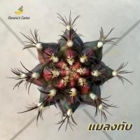 ราคา ยิมโนโคลน แมลงทับ กราฟตอสามเหลี่ยม (กระบองเพชร Gymnocalycium ไม้กราฟ) (14421066351)