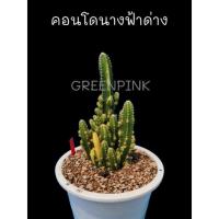 ราคา คอนโดนางฟ้าด่าง สูง8-10นิ้ว ฟอร์มกอใหญ่ คอนโดนางฟ้า ปราสาทนางฟ้า Cactus แคคตัส กระบองเพชร ไม้อวบน้ำ คอนโดนางฟ้ายักษ์ (19651438987)