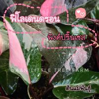 ราคา ฟิโลเดนดรอน พิงค์ปริ๊นเซส คัดลาย สายหวานพลาดไม่ได้ (21337465573)