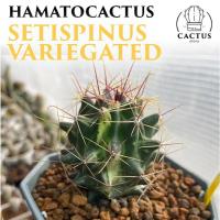 ราคา Hamatocactus setispinus variegated ฮามาโตะด่าง (29610464616)