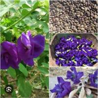 ราคา เมล็ดดอกอัญชันสีม่วง5กลีบbutterfly. pea flower soedsบรรจุ50เมล็ด (26731993180)
