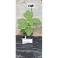 ราคา มะเดื่อฝรั่ง (ราชามะเดื่อ)สายพันธุ์ BM Encanto (28388280733)