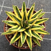 ราคา Agave victoriae-reginae variegated อากาเว่ด่าง (3795153521)