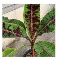 ราคา กล้วยป่าด่างเลือด ขายต้นเล็ก ส่งพร้อมตะกร้าไม่ตัดใบ (10870408616)