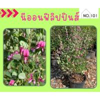 ราคา นีออน กระถาง 11 นิ้ว ต้นแข็งแรง (19981778220)