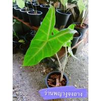 ราคา ต้นว่านพญางูจงอาง บอนพญาจงอาง แก้วสารพัดนึก (11655906067)