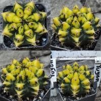 ราคา Moon Lovers ไม้ชำหน่อ ยิมโนด่าง Gymnocalycium ยิมโน (8809479304)