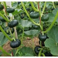 ราคา เมล็ดพันธุ์ ฟักทองญี่ปุ่น ฟักทองพวงญี่ปุ่น สีเขียว [10 แถม 1 คละได้] (11342685865)