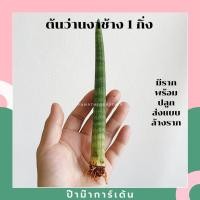 ราคา ต้นว่านงาช้างแบ่งขาย 1 ต้น (4253905438)