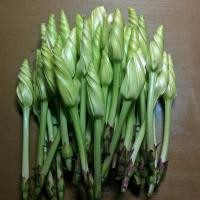 ราคา 5 เมล็ด ชมจันทร์ ดอกพระจันทร์ ดอกไม้ทานได้ ดอกสีขาว (Moonflower) Seeds (26492829819)