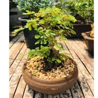 ราคา บอนไซต้นเกล็ดปลาหมอ ต้นทรงตรง (6221044988)