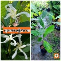 ราคา ต้นพุดเศรษฐีสยาม พุดเศรษฐีสยาม (29678801290)