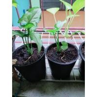 ราคา ต้นออมเงิน ออมเงินออมทอง (11451061086)