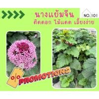 ราคา นางแย้มจีน กระถาง 11 นิ้ว สูง 70-90 ซม. ต้นสวย (29928843783)