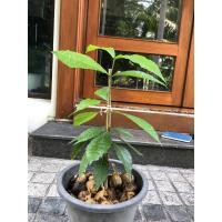 ราคา ต้นพวงครามออสเตรเลีย (20788956627)