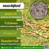 ราคา เมล็ดพันธุ์​ข้าว​ ข้าวเจ้า หอมมะลิสุรินทร์ หอมสุรินทร์ นาปี ไวแสง หอมนุ่ม แท้จากสุรินทร์ 25 กก. คูลเกษตร ไรซ์ KR59 (27137791717)