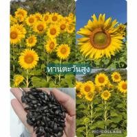 ราคา เมล็ดดอกทานตะวันทำทุ่ง ดอกใหญ่ ต้นสูงความงอก90% 500กรัม (42556367846)