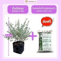 ราคา (ส่งฟรี)ต้นนีออน (ต้นสูง 60-70 cm.) ใบเงิน ดอกสีม่วง ใช้เวลาจัดส่ง 5-7 วันทำการค่ะ (27681026345)