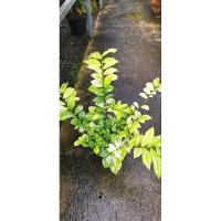 ราคา ต้น ข่อยใบด่าง ลายเขียวด่างขาว (23559041185)