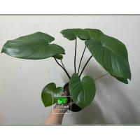 ราคา เสน่ห์จันทร์แดง หรือ ว่านเสน่ห์จันทร์แดง (King of Hearts) (12225915758)