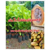 ราคา ต้นโกโก้ชุมพร1 ปลูกง่าย โตเร็ว 2ปีออกลูก ขนาดต้นพันธุ์สูง50-70ซม.ต้นแข็งแรงพร้อมส่ง (27766369714)