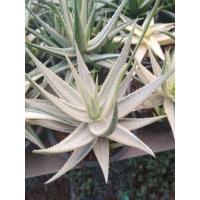 ราคา Compact หว่านหางจระเข้ด่าง Size ใหญ่ (4307830253)