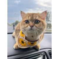 ราคา ปลอกคอแมวไหมพรม,ผ้าพันคอแมวไหมพรม (43950977126)