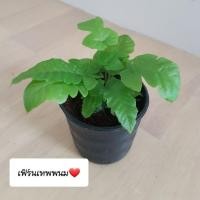ราคา เฟิร์นเทพพนม ขนาดกระถาง 3" สั่งขั้นต่ำ 2 ต้นขึ้นไป สามารถคละกับต้นอื่นได้นะคะ (7937412474)
