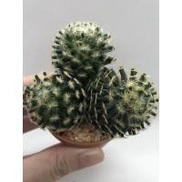 ราคา แมมขนนกเหลือง ชื่อทางวิทยาศาสตร์ MAMMILLARIA SCHIEDEANA (13808492650)