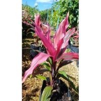 ราคา ต้นหมากผู้หมากเมียเพชรน้ำหนึ่ง#ไม้ประดับใบสวย สูง 60-70ซ.ม (13241859379)