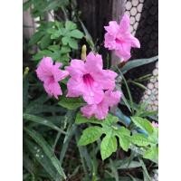 ราคา เมล็ดอกฟ้าประทานพร(ต้อยติ่งฝรั่ง) (9021479731)