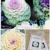 ราคา เมล็ดพันธุ์ ผัก ปูเล่ยูริ สีขาว ปูเล่ กะหล่ำประดับ (4186404500)