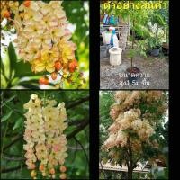 ราคา (สูง140-150cm) ดอก ต้น คูณสายรุ้ง คูณ สายรุ้ง คูน ต้นคูณ ต้นคูน สี รุ้ง ขาว เหลือง ชมพู แดง ตอนกิ่ง (15108393282)