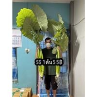 ราคา SS 1 แถม 1 2ต้น 100 บอนกระดาด #บอนกระดาดยักษ์ #บอนยักษ์ (15415709483)