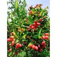 ราคา ต้นมะม่วงหาวมะนาวโห่ ผลเปลี่ยนสีจากขาว-ส้ม-แดง-ดำ ผลสุกสีดำมีรสเปรี้ยวปนหวาน ขนาดต้นสูงประมาณ 40-50 cm. (1ต้น/แพค) (7142929311)