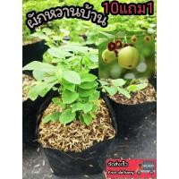 ราคา ต้นผักหวานบ้าน ผักพื้นบ้าน สลัด ต้นกล้า เมล็ดพันธุ์ กิ่งชำ ผักหวานป่า ตำลึง แกงลาว สมุนไพรไทย ดิน ปุ๋ย ลาต้น ต้นไม้ปลอม (29207780526)