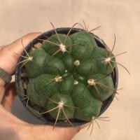 ราคา A Little cactus| แคคตัส กระบองเพชร Gymnocalycium Saglionis (21100683229)