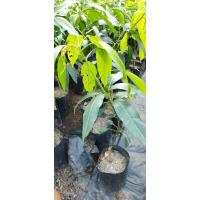 ราคา จำหน่ายต้นพันธุ์มะม่วงมหาชนก (9739989074)