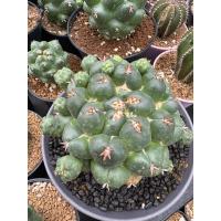 ราคา แคคตัสช้างไททัน Coryphantha elephantidens (27630409382)