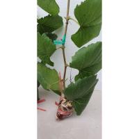 ราคา ตอองุ่นป่าติดตาพร้อมปลูก ปลูกง่าย ทนทานต่อโรค กิ่งพันธุ์องุ่นบ้านแพ้ว ความยาวประมาณ 30 -40 เซนติเมตร จำนวน 10 กิ่ง (2866658317)