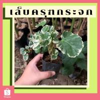 ราคา เล็บครุฑกระจก กิ่งชำเล็บครุฑกระจก พร้อมปลูก (11206287770)