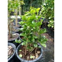 ราคา ต้นแก้วเจ้าจอม สูง30-40ซม. ส่งฟรี (19995173256)