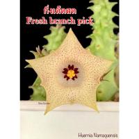 ราคา เก๋งจีน Huernia Namaquensis *กิ่งเด็ดสด* แคคตัส ไม้อวบน้ำ Cactus and Succulent (24692979817)